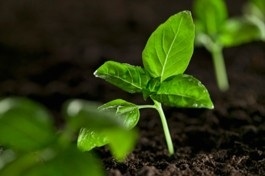 growth_tree