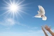 peace_dove