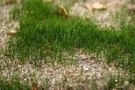 grass_seed