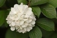 Snowball_Viburnum