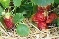 strawberry_patch