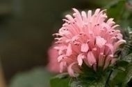 Brazilian_Plume_flower
