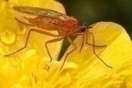 mosquito_on_flower