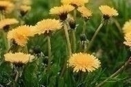 weeds_dandelions