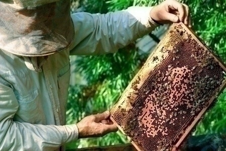 beekeeper