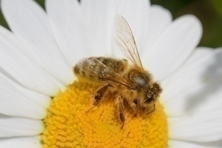 bee_on_flower