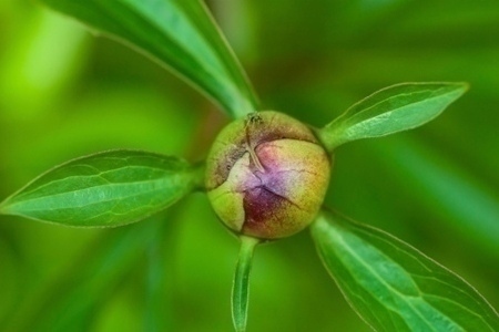 flower_bud