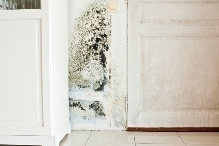 mold_in_home