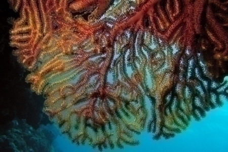 coral