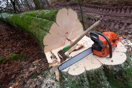 Living Smart: Do I Need to Cut Down That Tree?