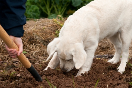 Chew on These Ideas for Successful Gardening with Pets