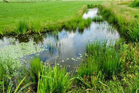 What Do ‘Wetlands’ Have to Do with Your Property?