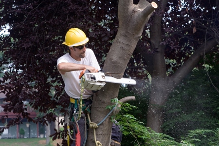Tree Care Accidents: When Are Homeowners Liable?