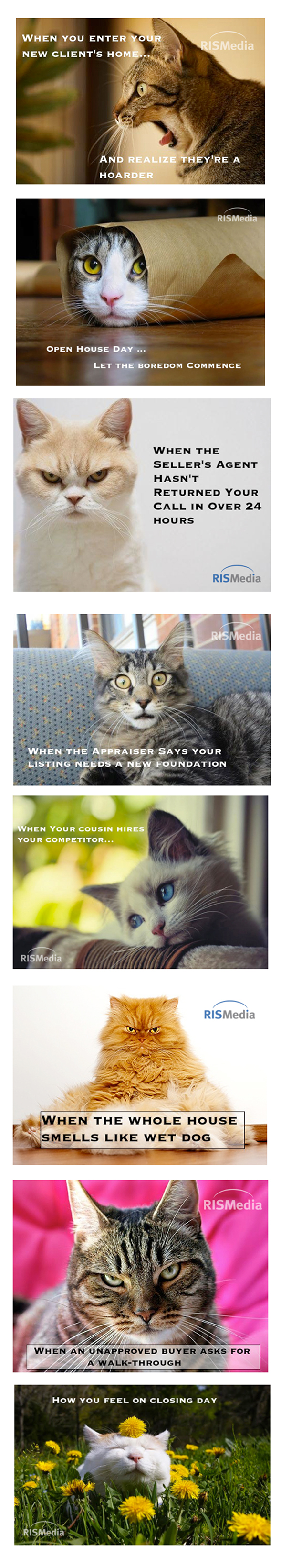 8 Real Estate Cat Memes to Live By | RISMedia's Housecall