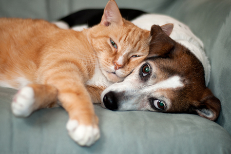 When It Comes to Homeownership Decisions, Pets Rule