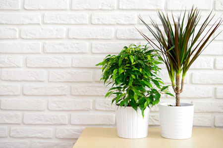 Green Your Space: 5 Tips for a Healthy Home