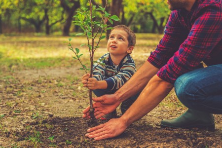 6 Tips for Planting Healthier Trees