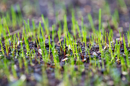 How to Plant a Lawn and Make It Last