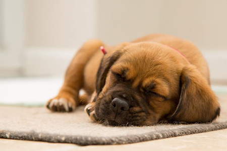 Tips That Can Prepare You for Bringing a Puppy Home