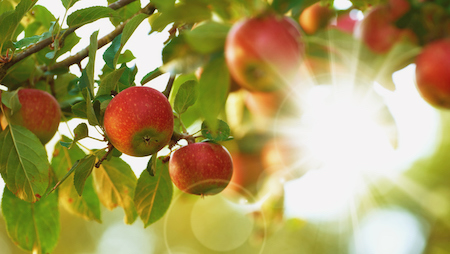 Fruit Tree Owner’s Guide: Tips for a Happy Harvest!