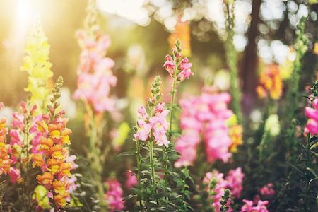 5 Annual Flowers to Plant in Your Garden This Spring