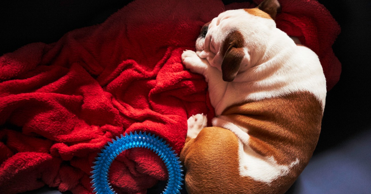 How to Prep Your Dog for a Kennel Stay