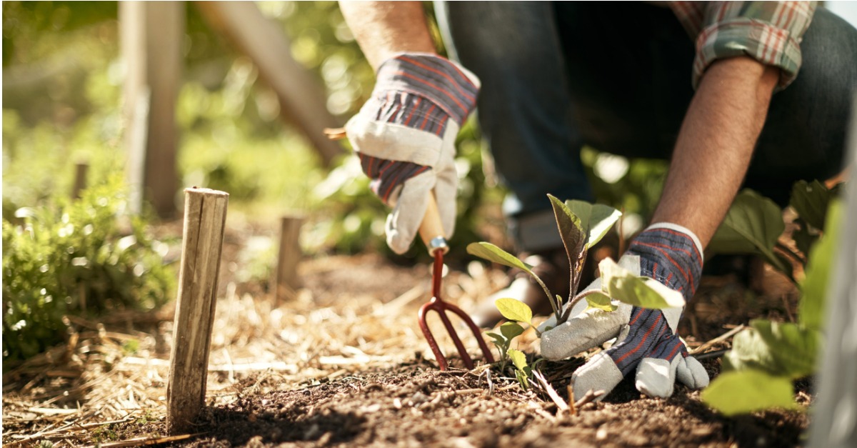 7 Simple Gardening Skills Anyone Can Master