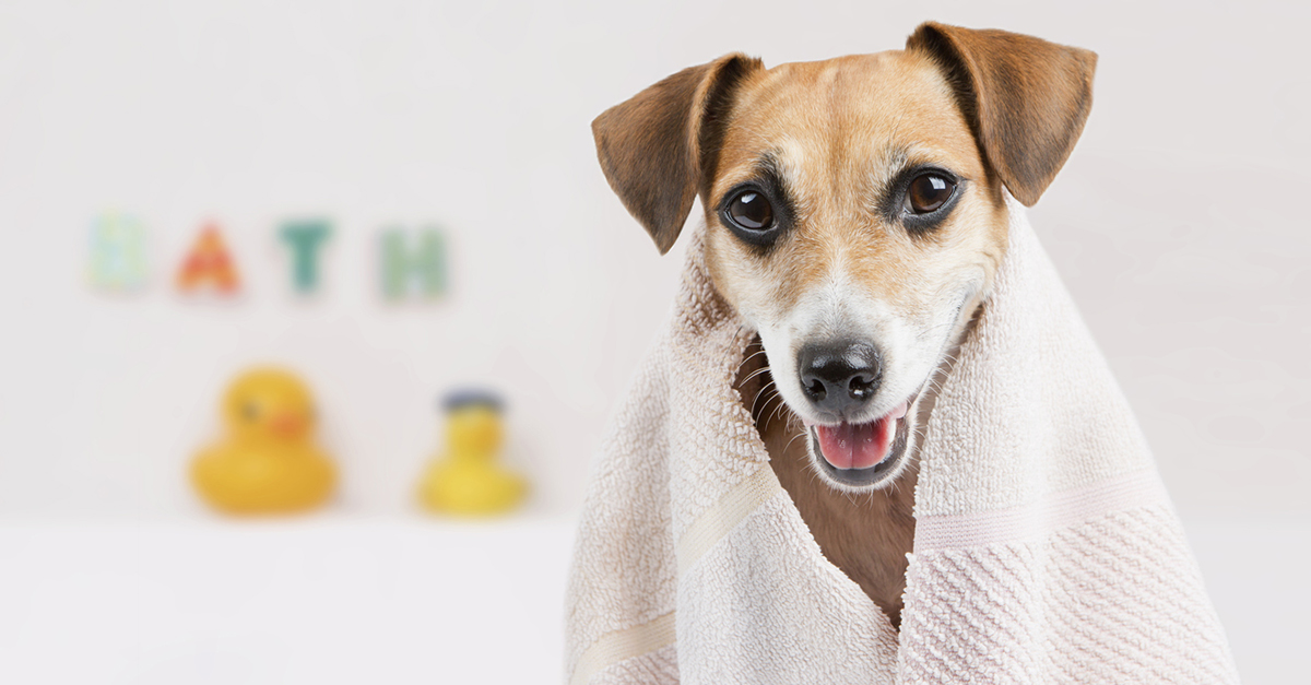 Solar Panels, Elevators, a Dog Shower? Here Are 12 Cutting-Edge Items for Your Next Home