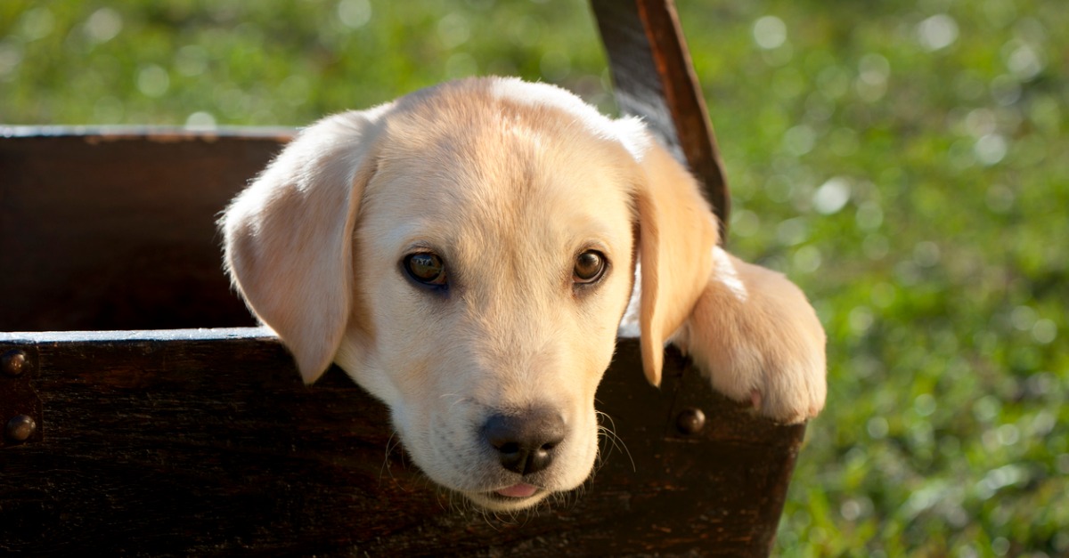 Helping Your Child Adjust to a New Pet