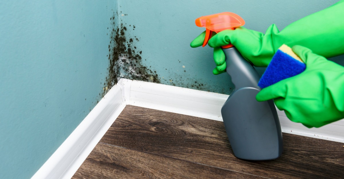 How to Prevent Mold in Your House