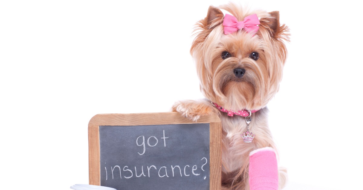 What You Need to Know About Pet Insurance Before Choosing a Policy