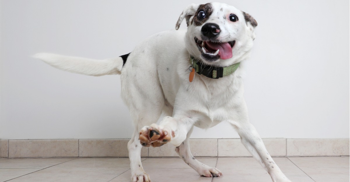 Clever Ways to Entertain Your Dog