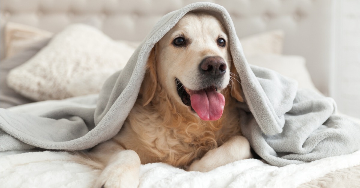 A Home Search for the Dogs