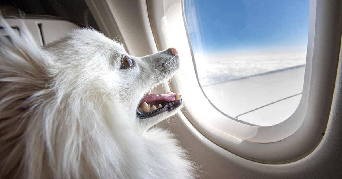 How Do Travelers Feel About Pets on Planes?