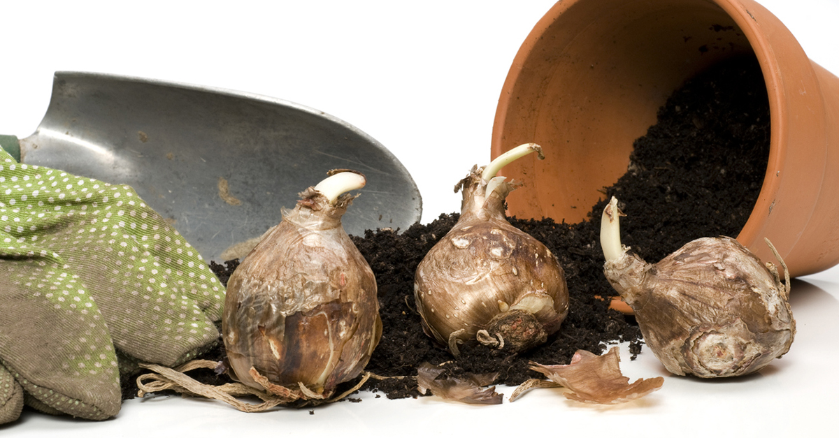 5 Ways to Prepare Your Garden for Spring