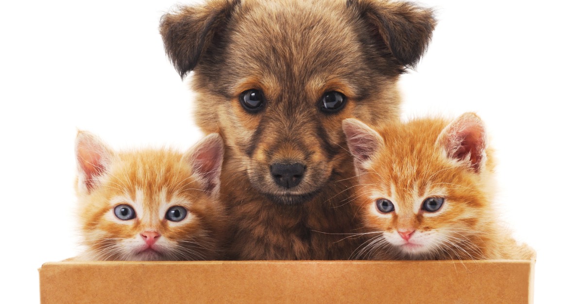 A Pet Owner’s Guide to Finding an Apartment