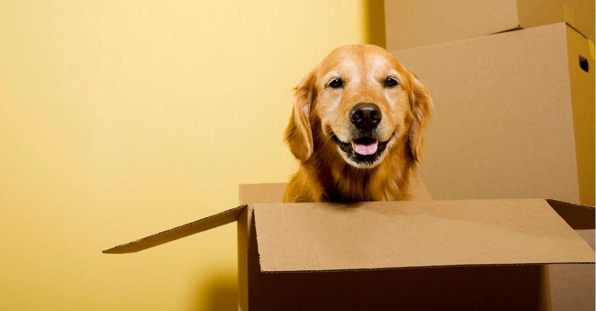 Tips for Moving With Pets