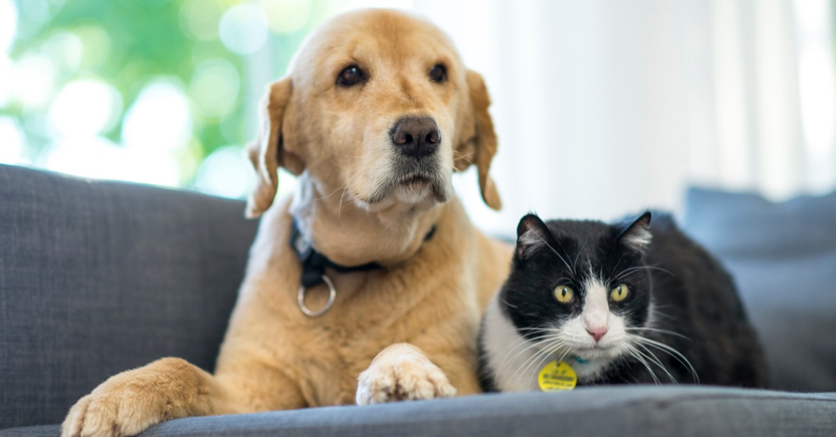How to Avoid Turning Off Potential Homebuyers if You Have Pets