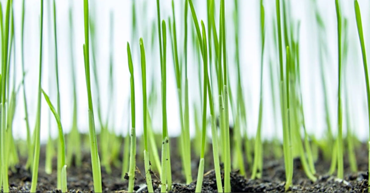 How to Be an Eco-Friendly Gardener