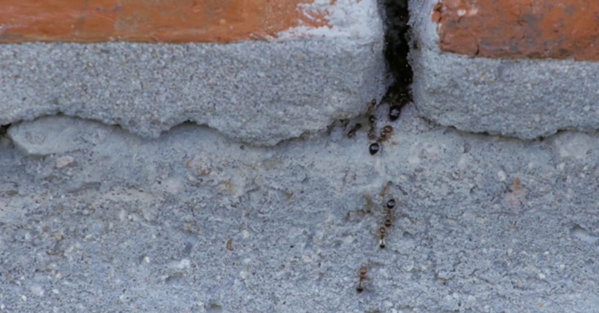 How to Keeps Ants Out of Your Home