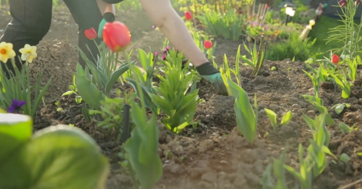 Landscaping Tips for Water Efficiency