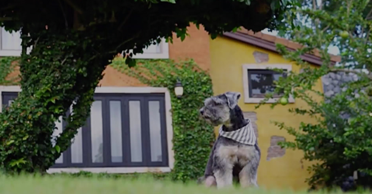 Don’t Let Pets Prevent Your House From Selling