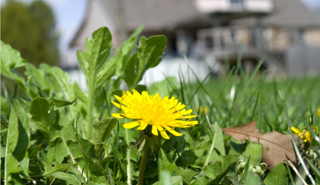 How to Get Rid of Weeds
