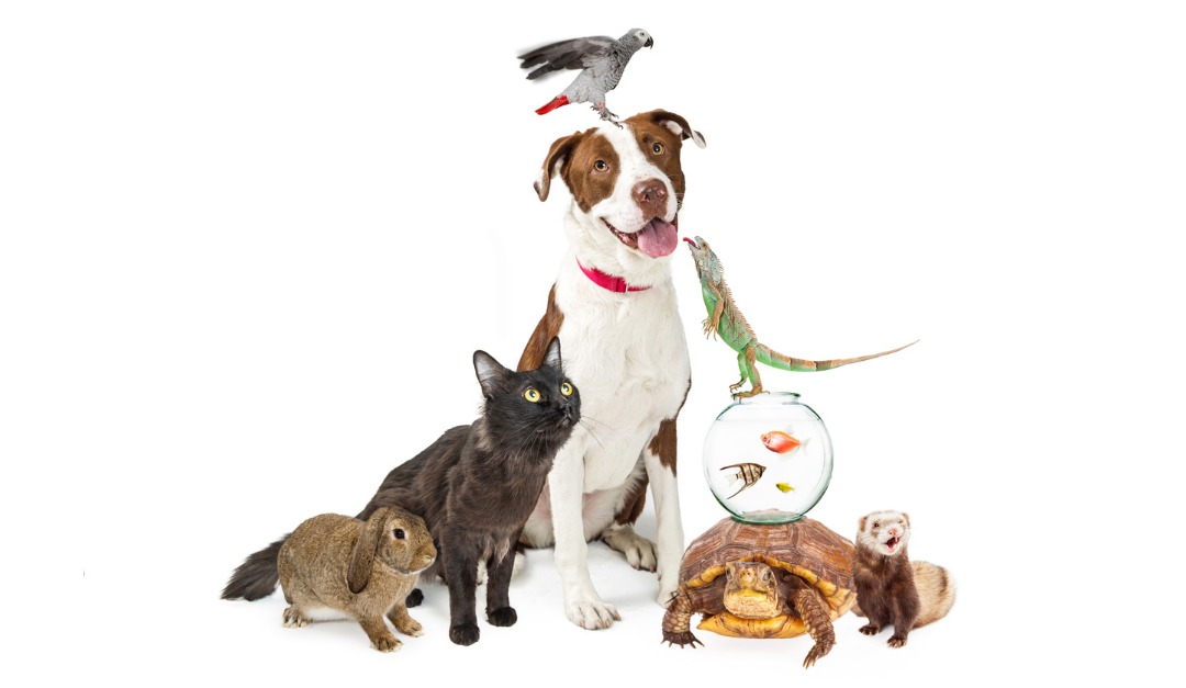 How to Choose the Right Pet for You