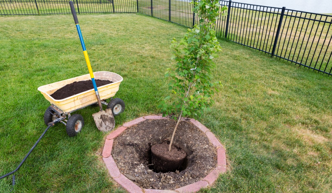 Which Types of Trees Should You Plant in Your Yard?