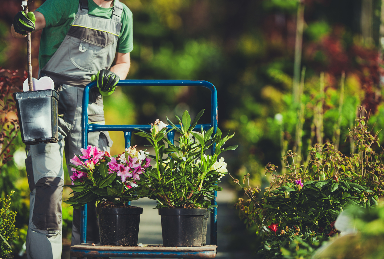 Landscaping Tips for Property Safety