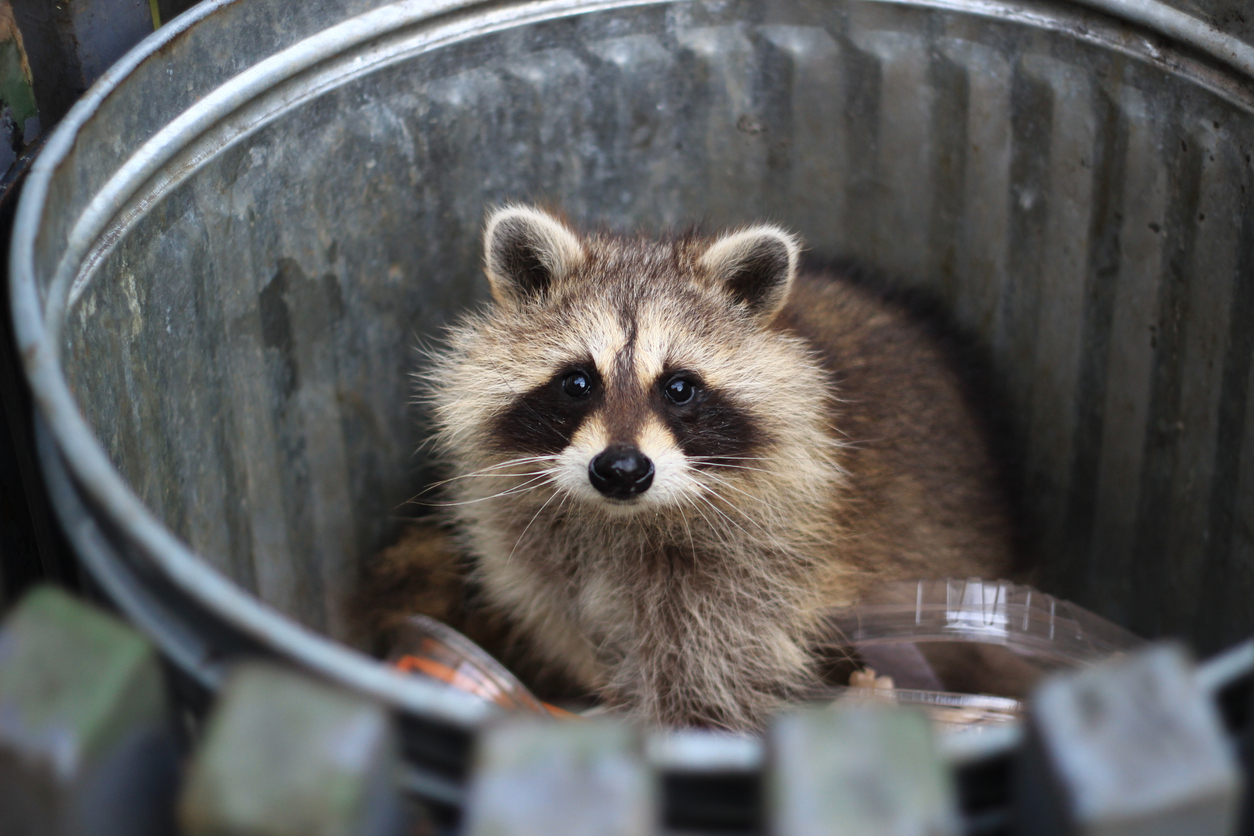 Critter Prevention Tips for Your Home
