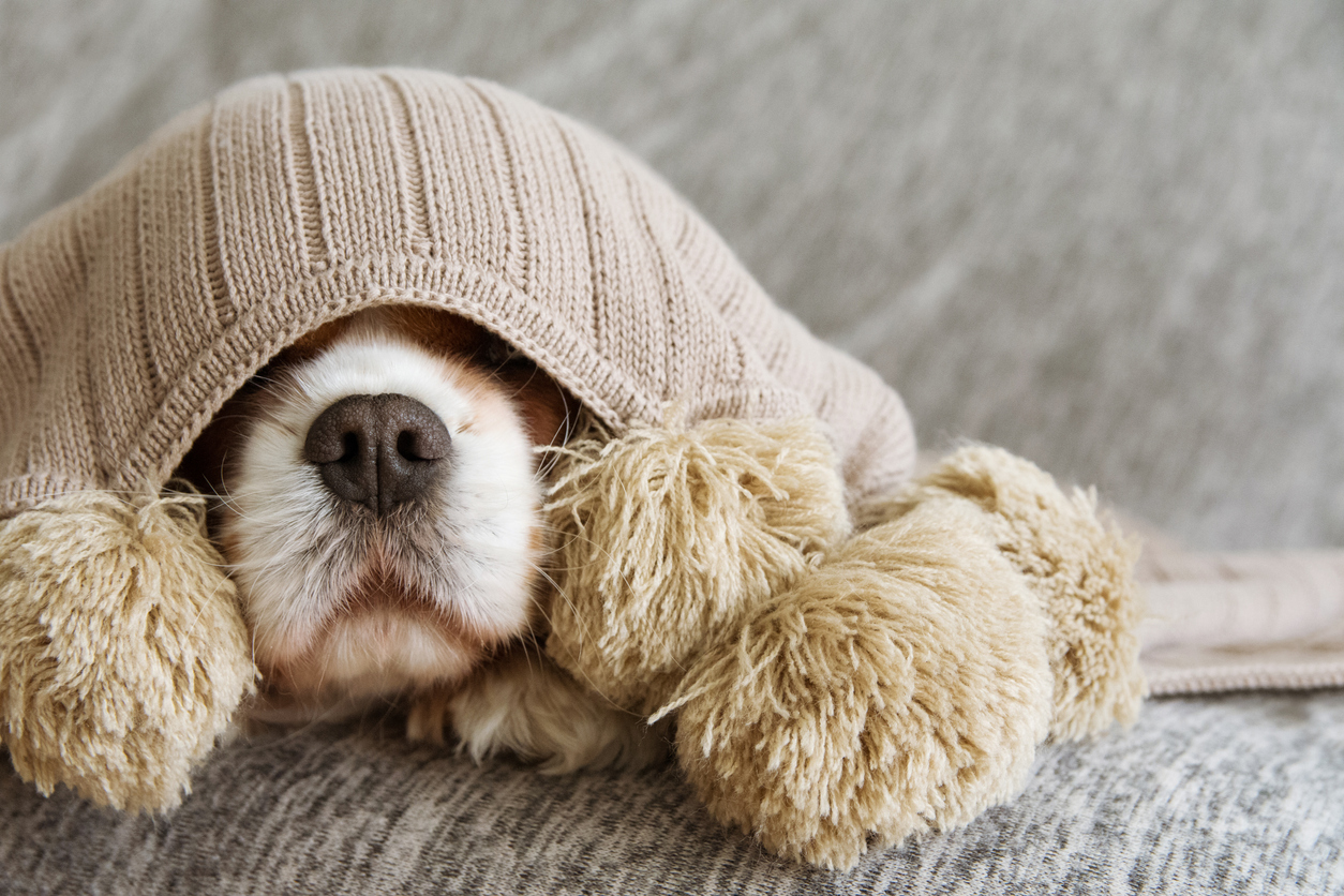 3 Tips to Keep Your Pets Safe and Calm in a Storm