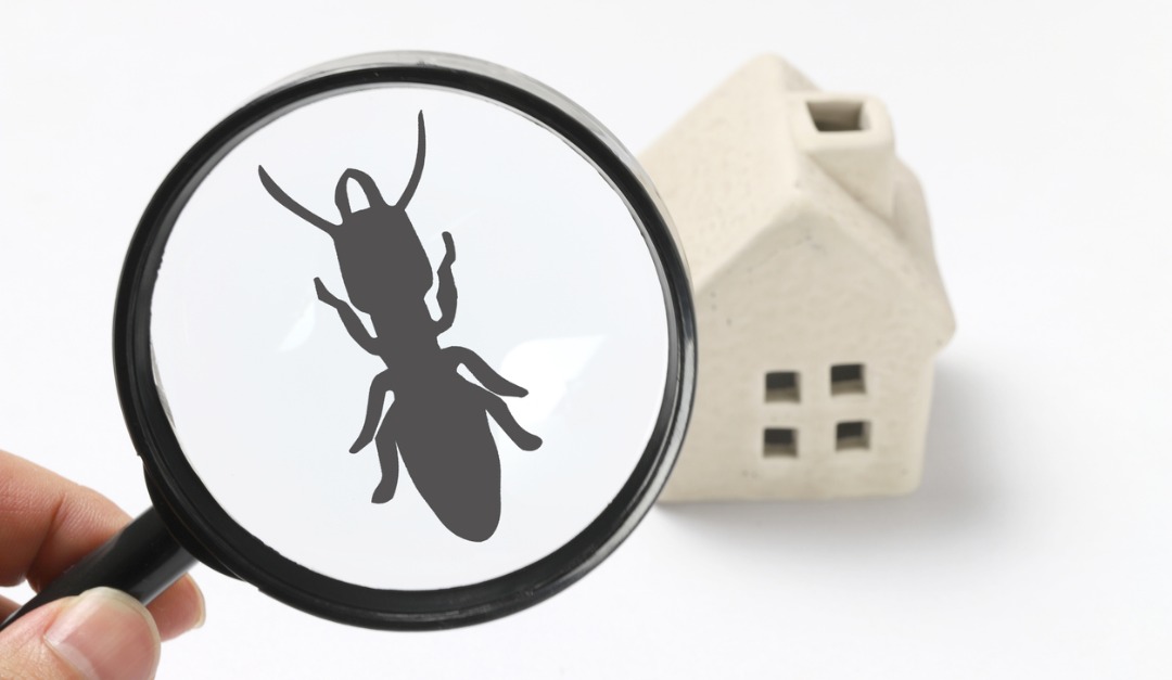 How to Identify If Pests Are Damaging Your Home