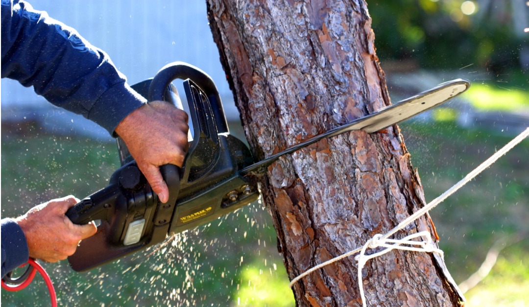 Some Tips for DIY Tree Removal